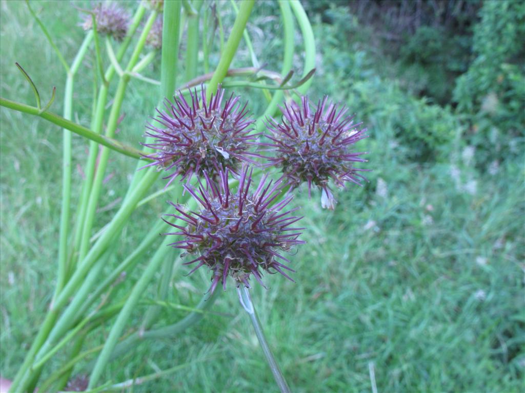 Oenanthe fistulosa (door Gertjan van Mill)