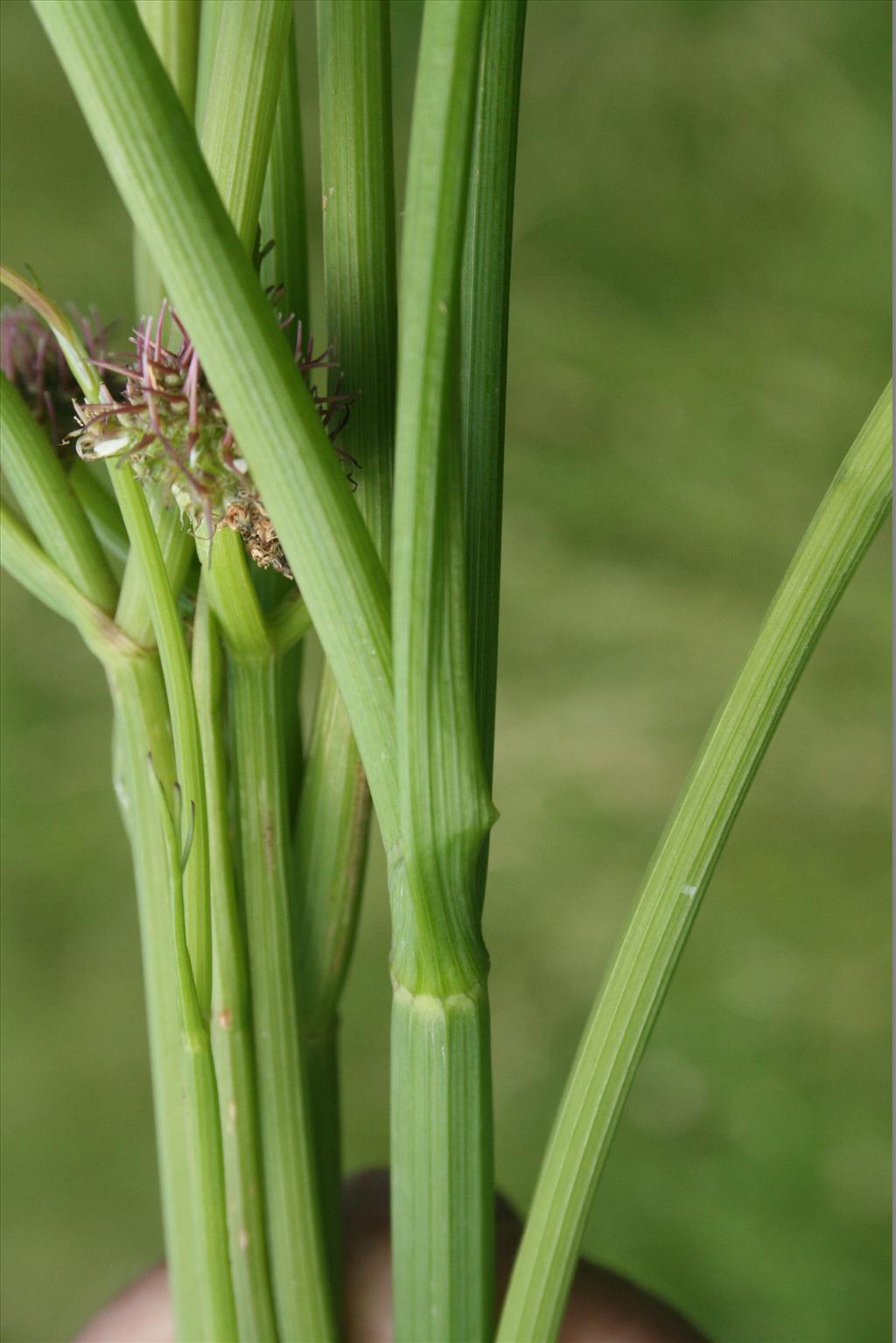 Oenanthe fistulosa (door Gertjan van Mill)