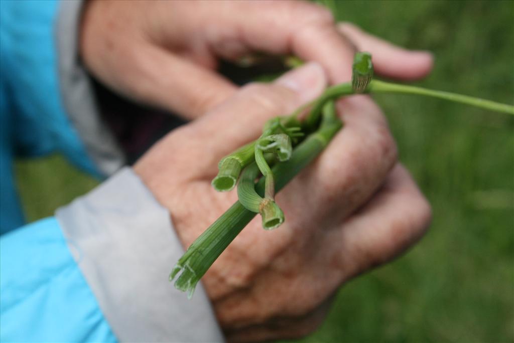 Oenanthe fistulosa (door Gertjan van Mill)