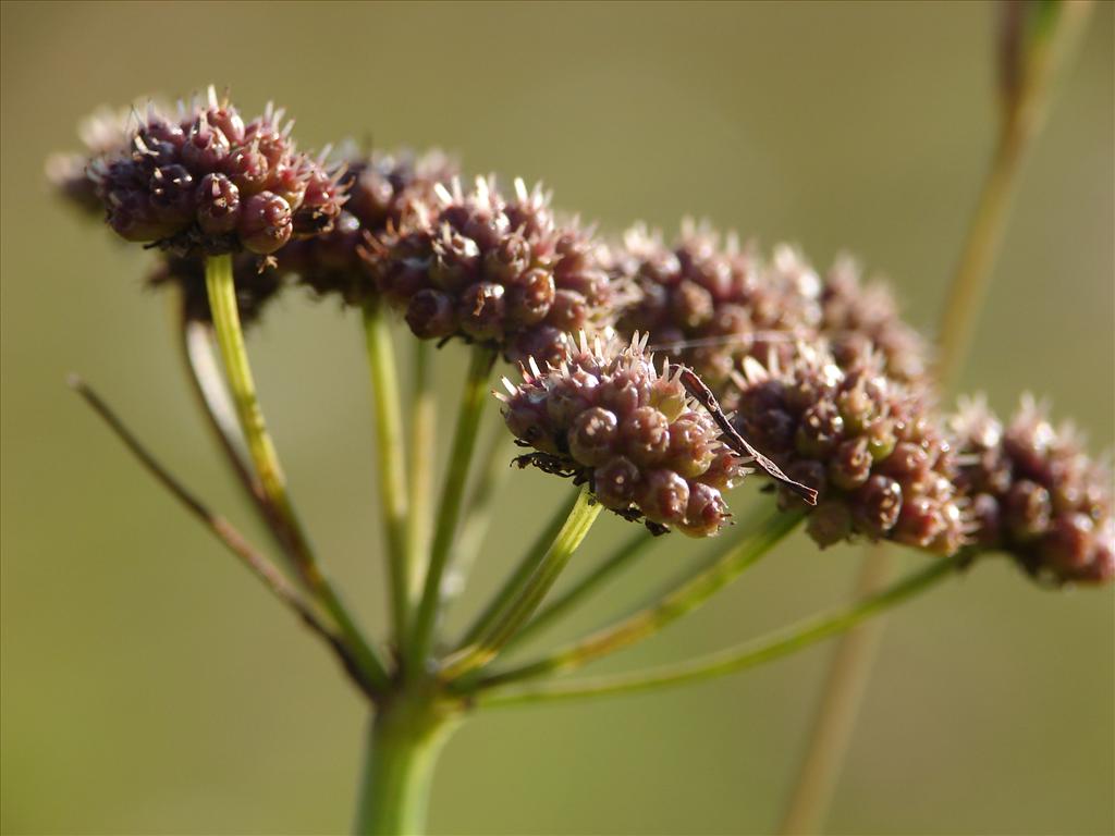 Oenanthe lachenalii (door Adrie van Heerden)