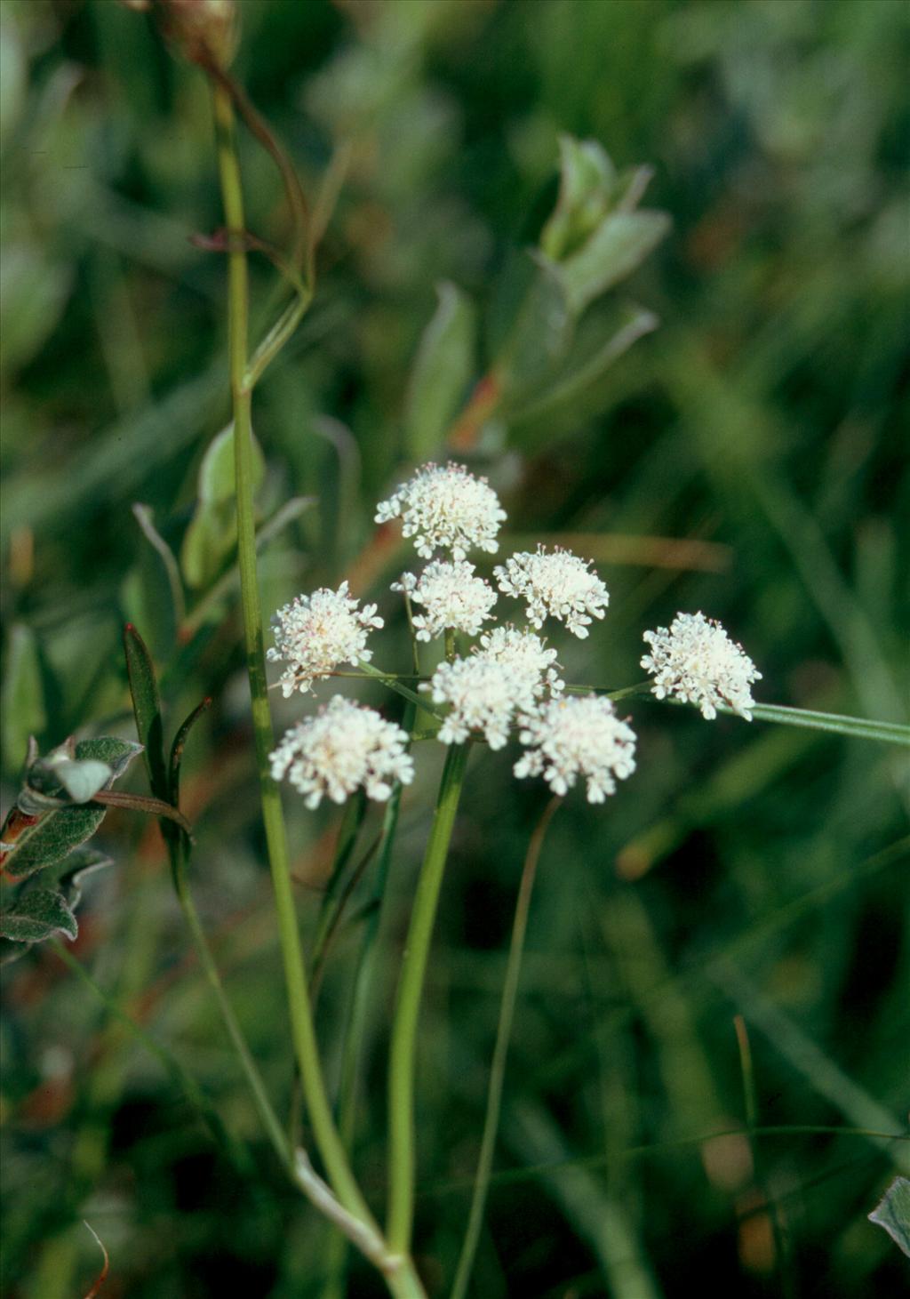 Oenanthe lachenalii (door Adrie van Heerden)