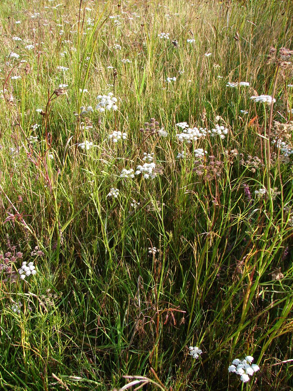 Oenanthe lachenalii (door Adrie van Heerden)