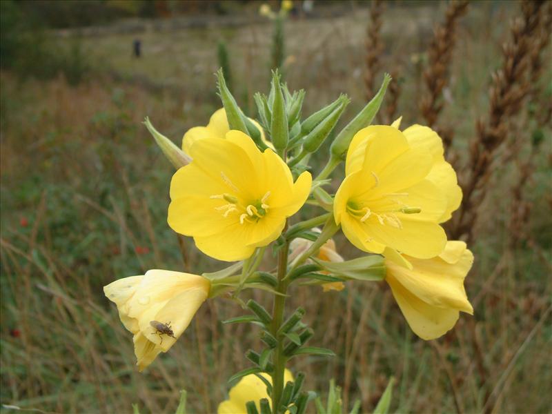 Oenothera biennis (door Adrie van Heerden)