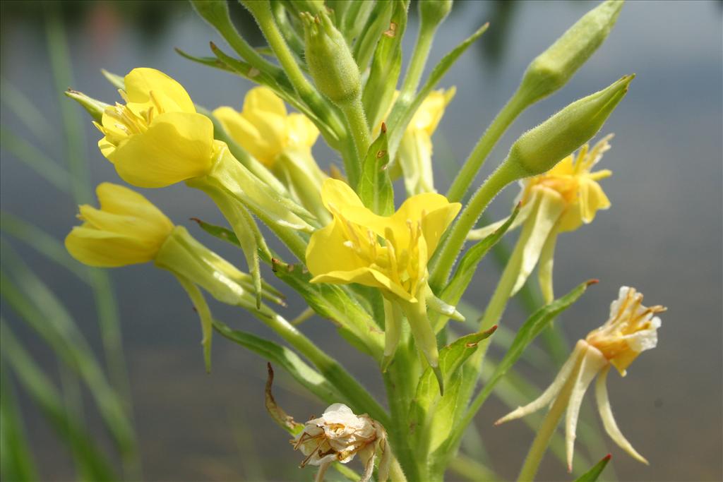 Oenothera oakesiana (door Pieter Stolwijk)