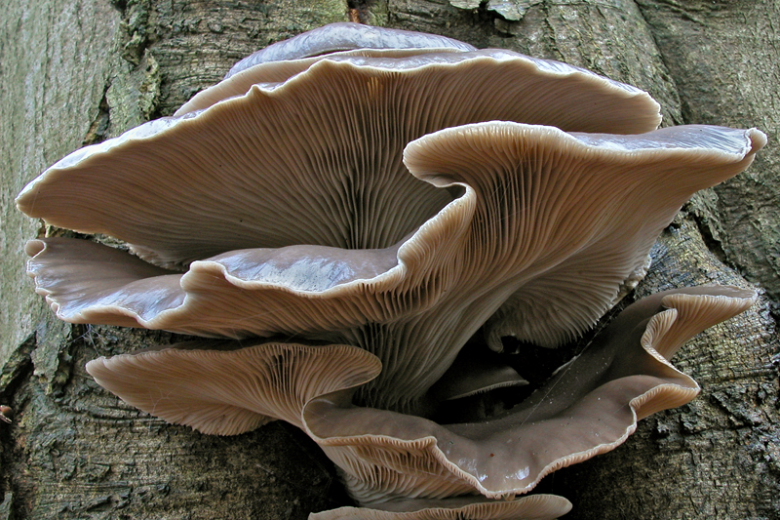 Pleurotus ostreatus (door Gerben Winkel)