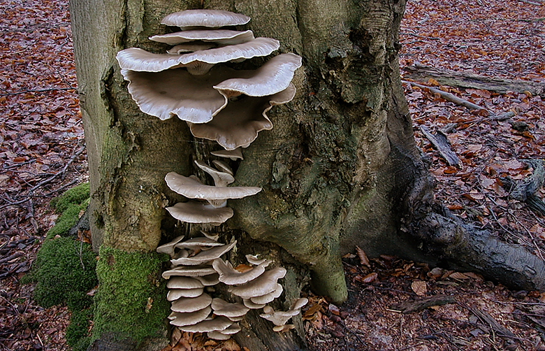 Pleurotus ostreatus (door Gerben Winkel)