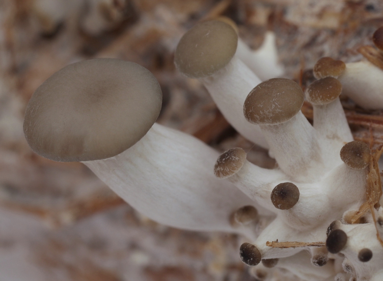 Pleurotus ostreatus (door Gerben Winkel)