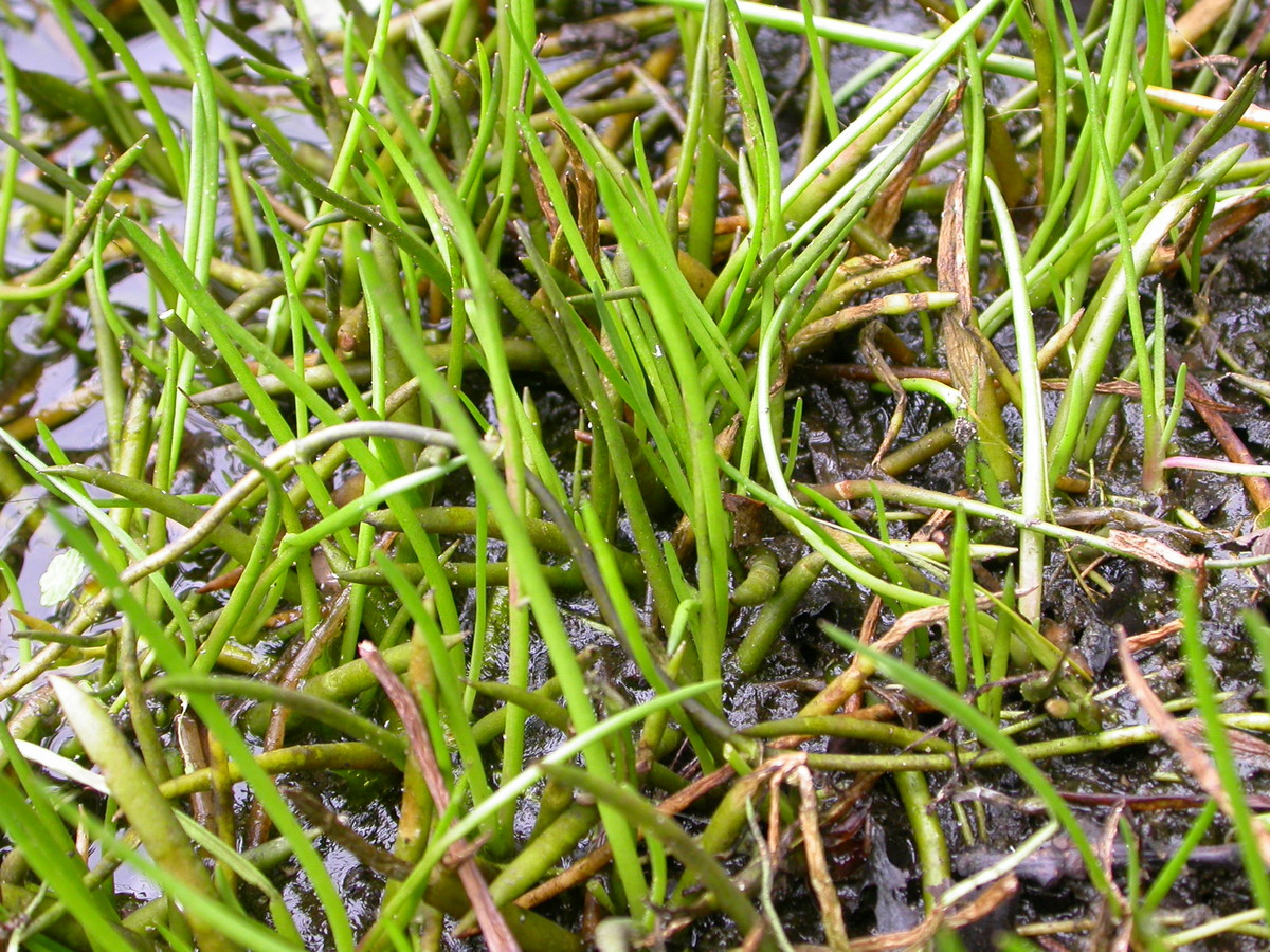 Littorella uniflora (door Peter Meininger)