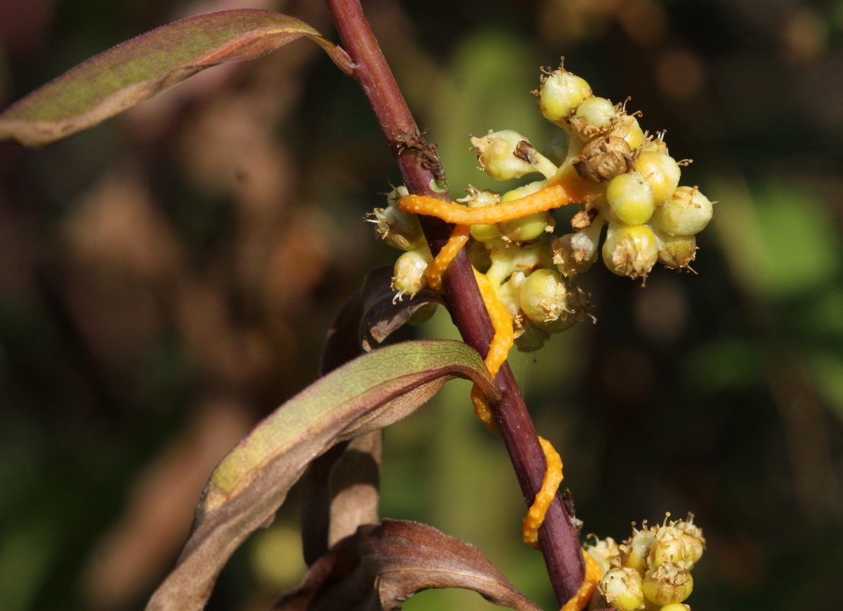 Cuscuta gronovii (door Peter Meininger)