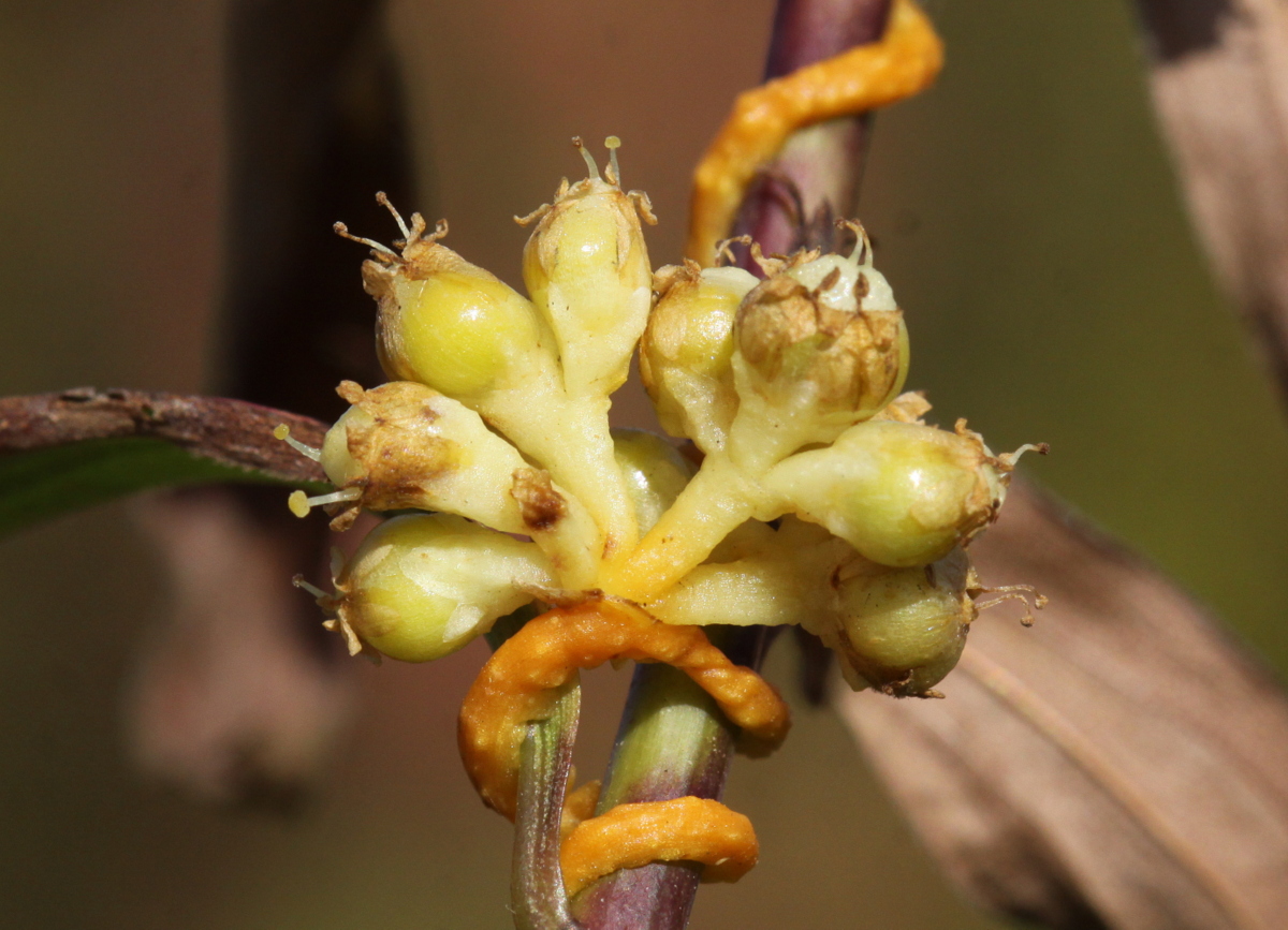 Cuscuta gronovii (door Peter Meininger)