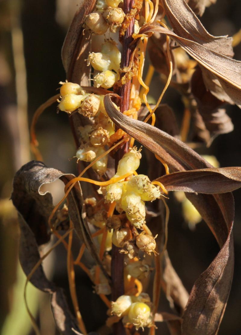 Cuscuta gronovii (door Peter Meininger)