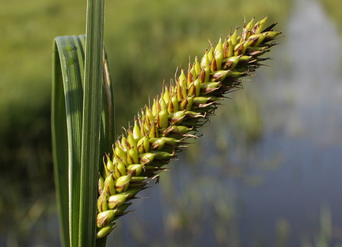 Carex riparia (door Peter Meininger)