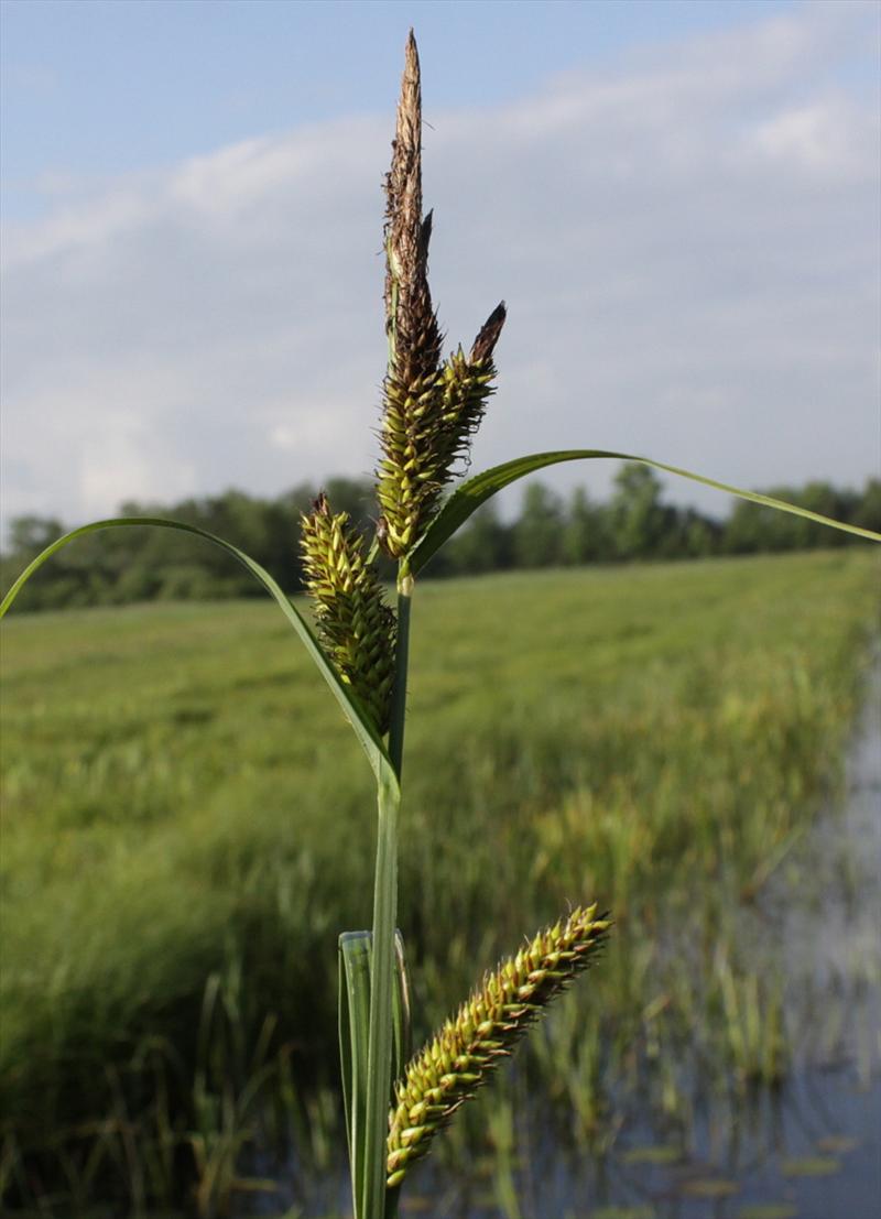 Carex riparia (door Peter Meininger)