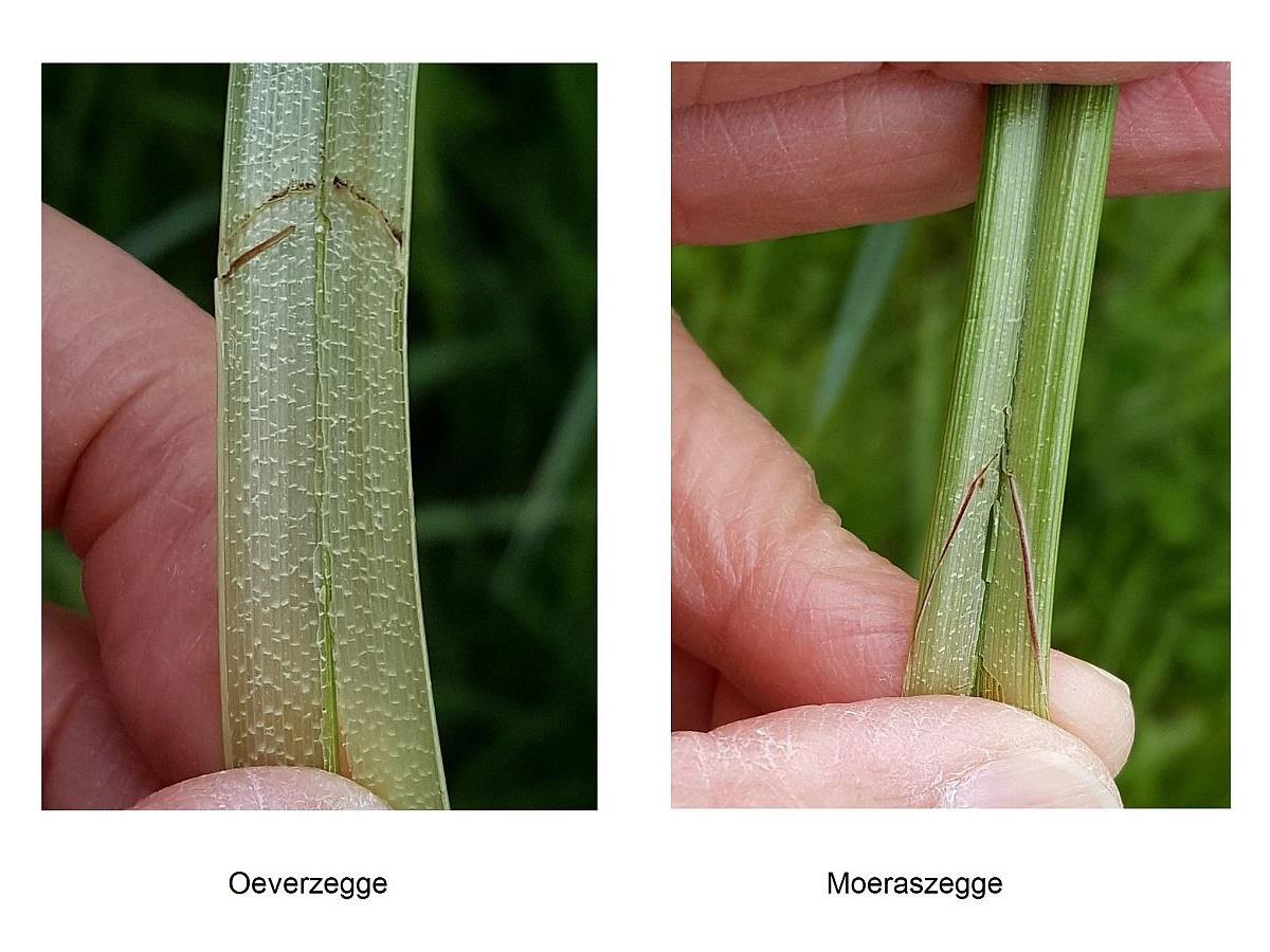 Carex acutiformis (door Hanneke Waller)