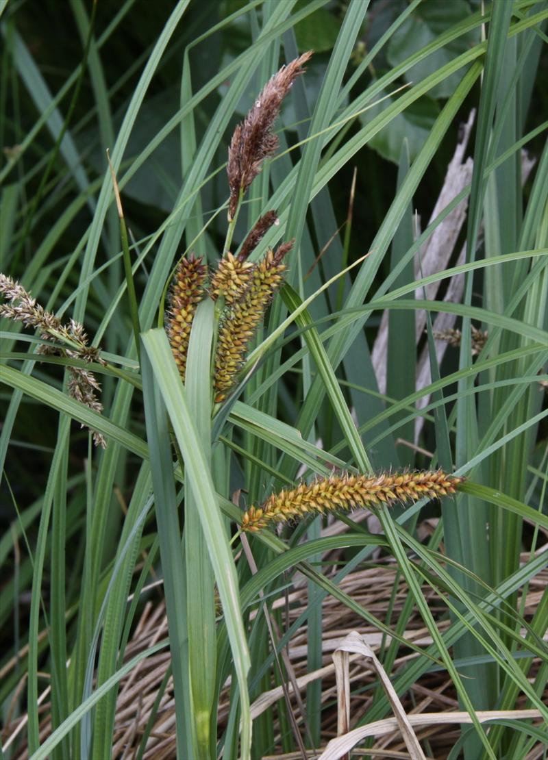 Carex riparia (door Peter Meininger)