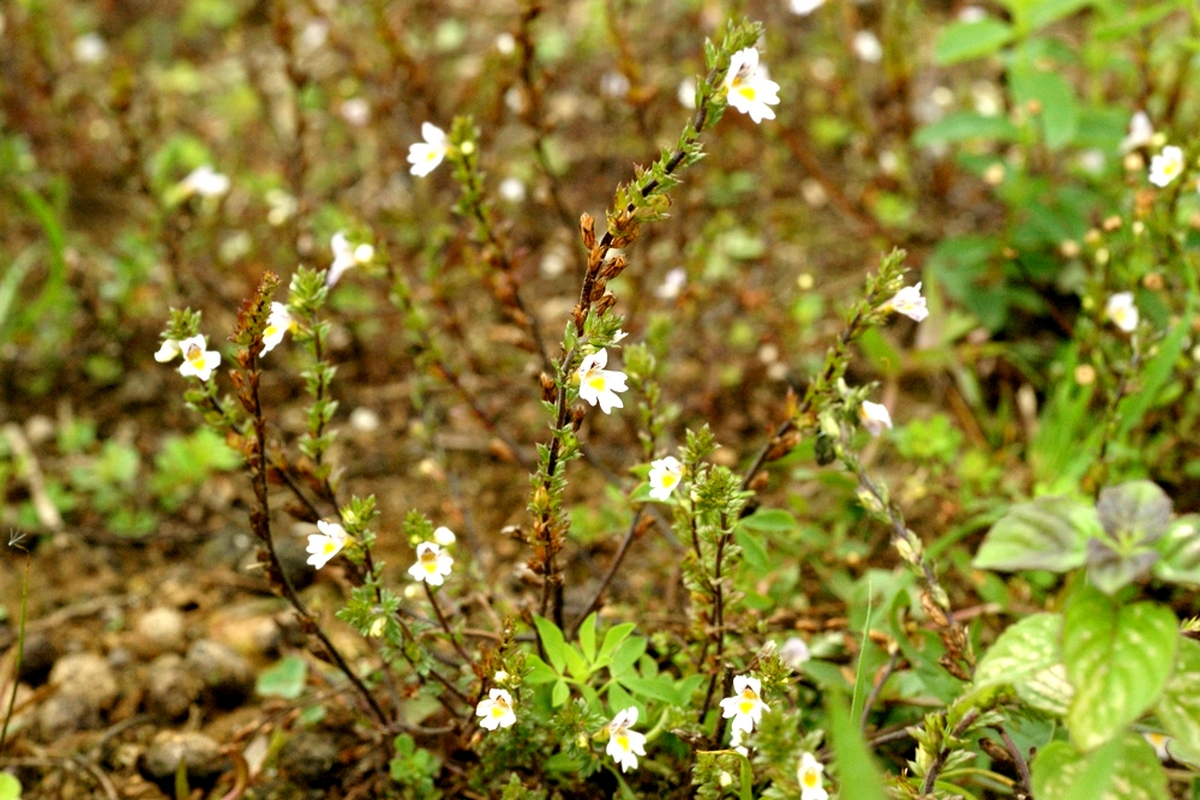 Euphrasia stricta (door Joke Schaminée-Sluis)