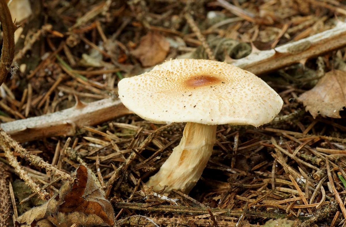 Lepiota ochraceofulva (door jelle bakker)