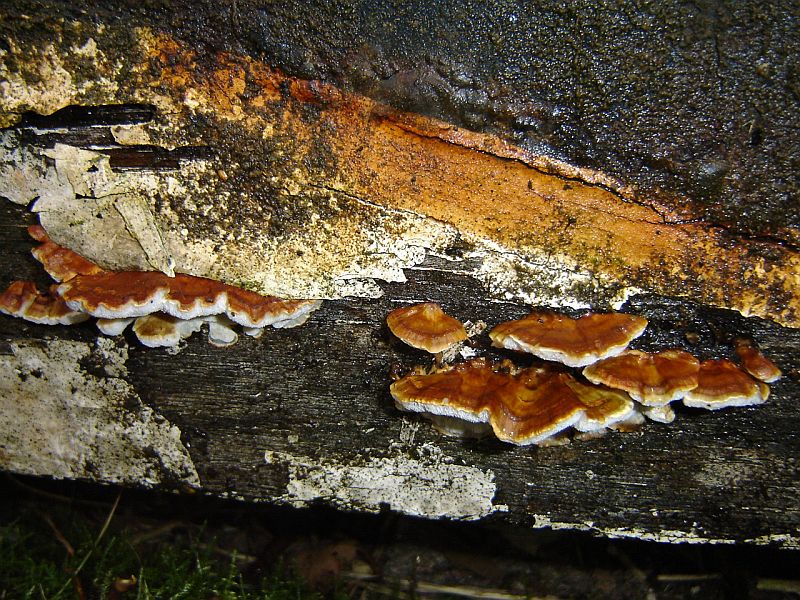 Postia balsamea (door Gert Immerzeel)
