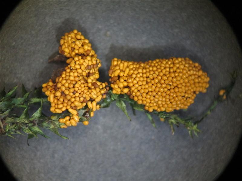 Oligonema flavidum (door Marian Jagers)