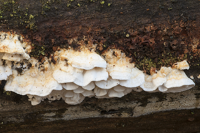 Postia leucomallela (door Nico Dam)