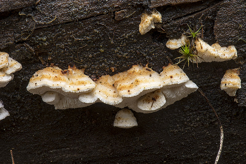 Postia leucomallela (door Nico Dam)