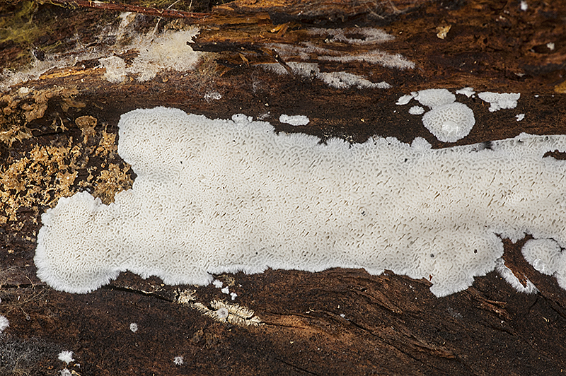 Postia sericeomollis (door Nico Dam)