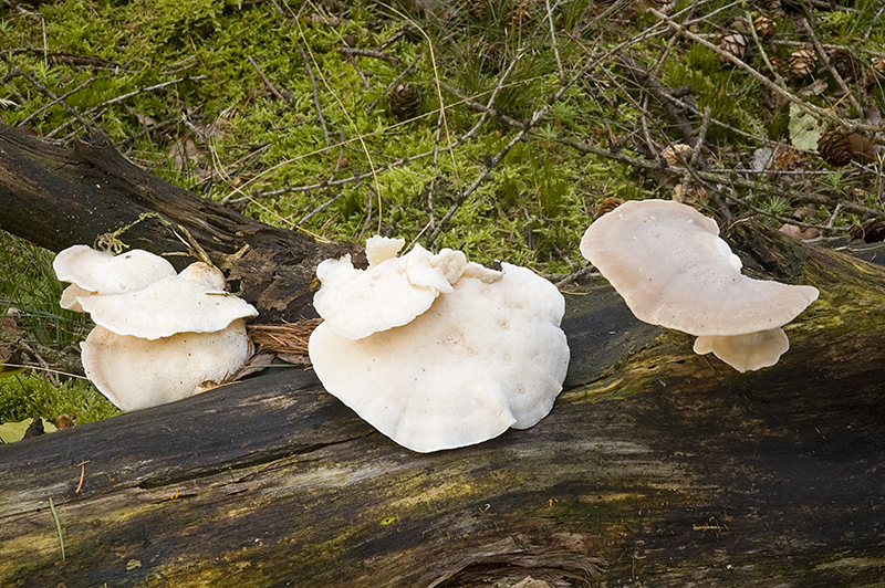 Postia tephroleuca (door Nico Dam)