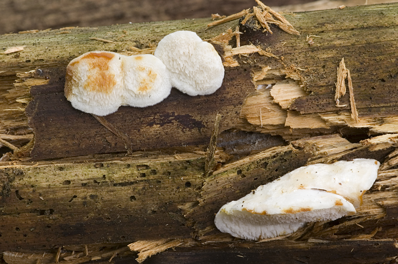 Postia fragilis (door Nico Dam)