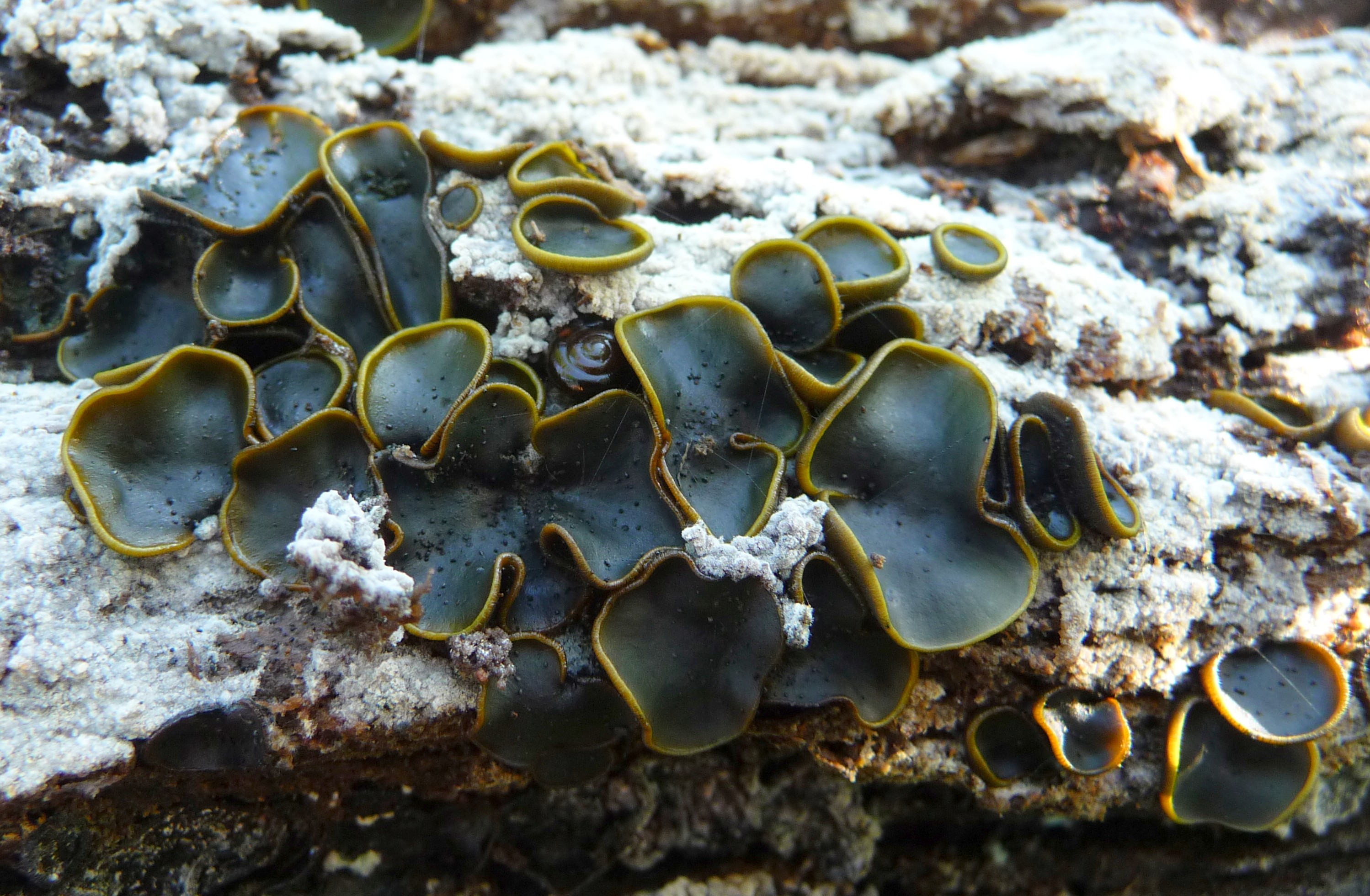 Catinella olivacea (door Jelle Bakker)