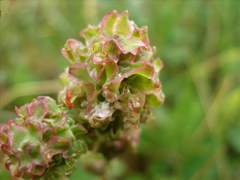 Poterium sanguisorba (door Piet Bremer )