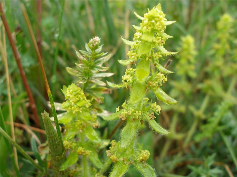 Cruciata laevipes (door Piet Bremer )