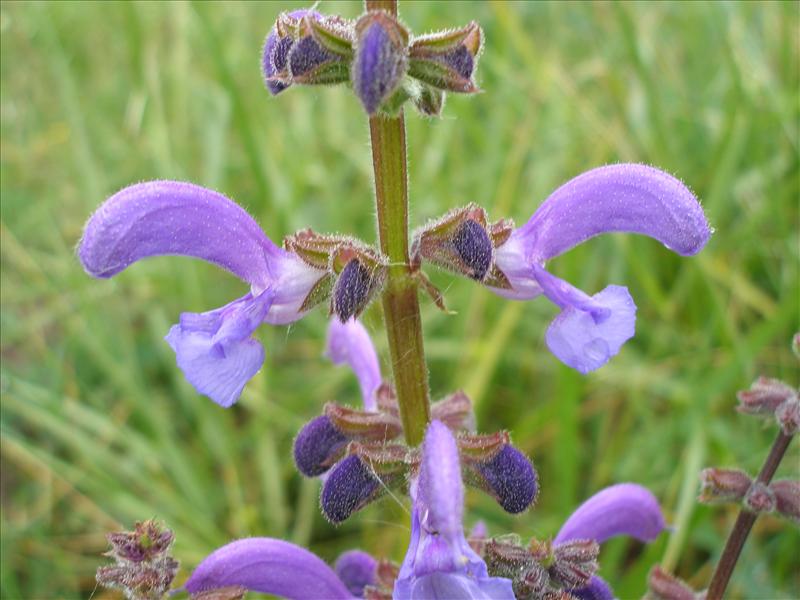 Salvia pratensis (door Piet Bremer )