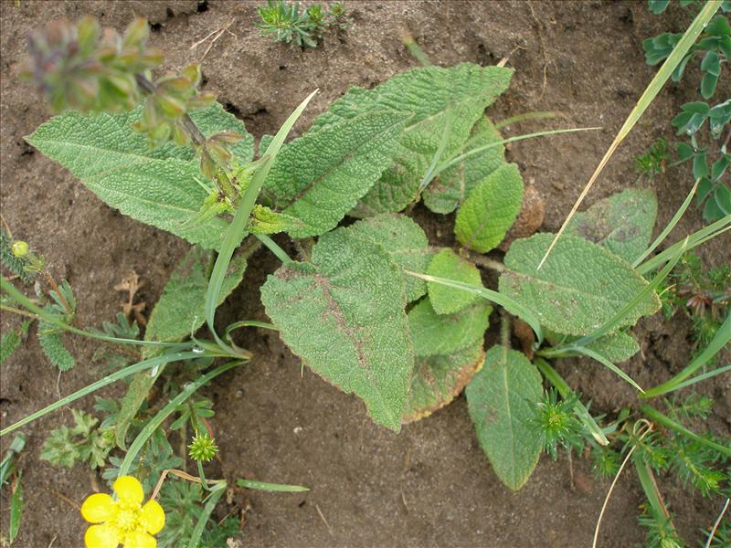 Salvia pratensis (door Piet Bremer )