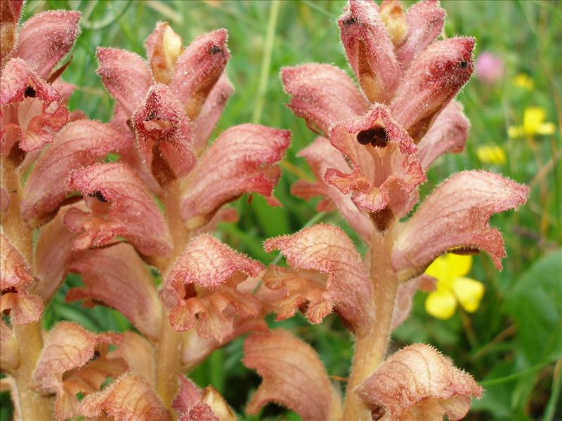 Orobanche caryophyllacea (door Piet Bremer )