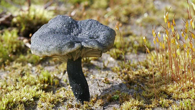 Omphalina chlorocyanea (door Gerben Winkel)