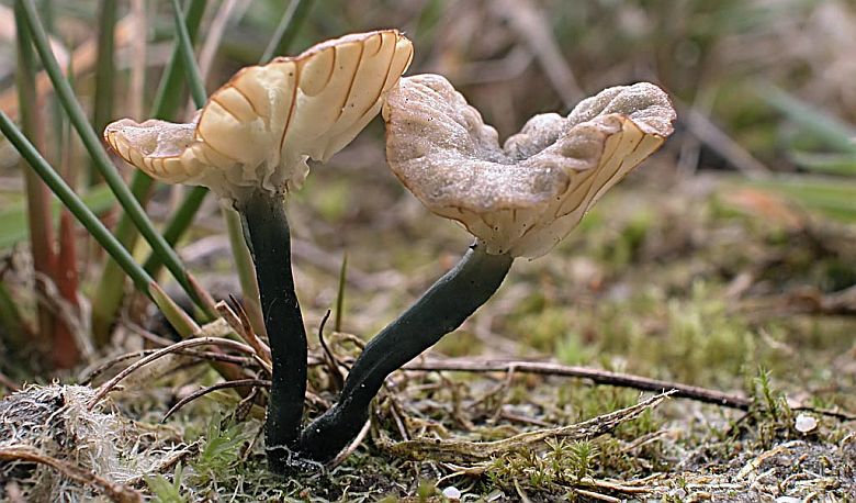 Omphalina chlorocyanea (door Gerben Winkel)