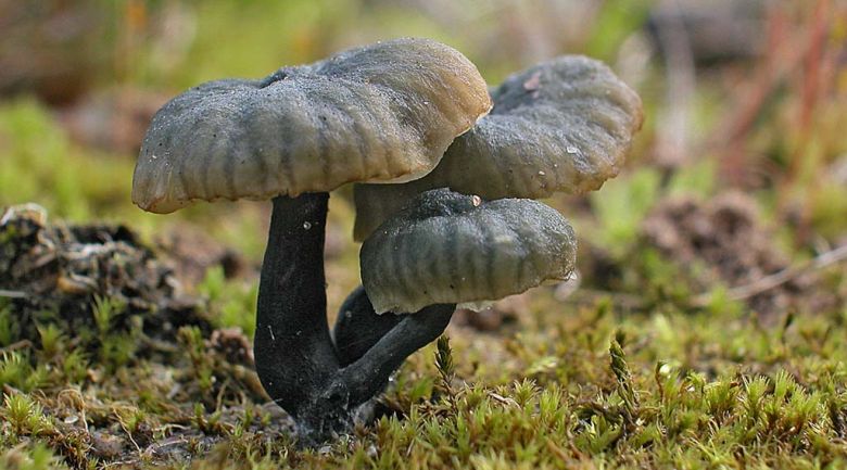 Omphalina chlorocyanea (door Gerben Winkel)