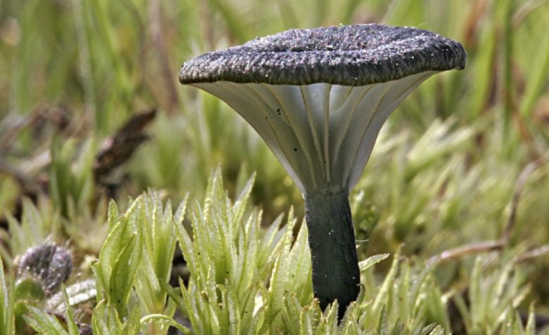 Omphalina chlorocyanea (door Gerben Winkel)