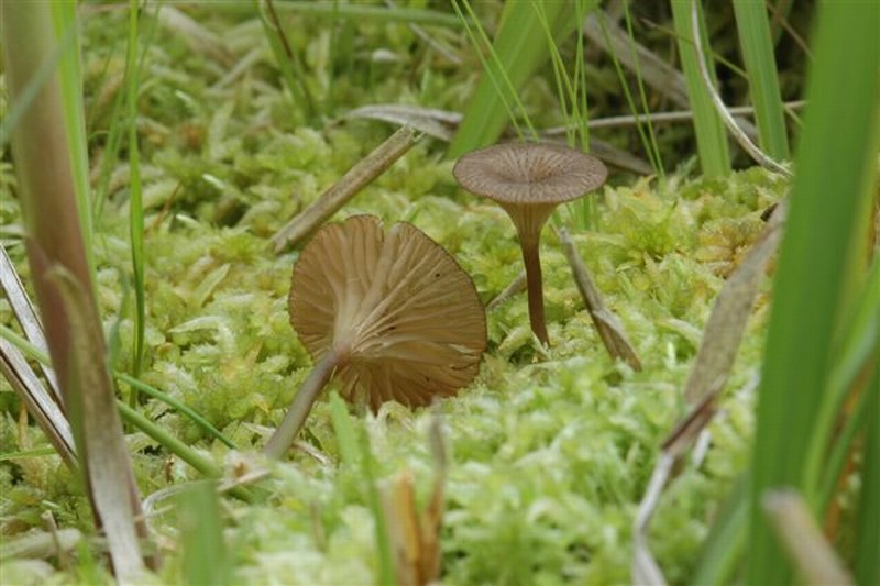 Omphalina gerardiana (door Bert Dijkstra)