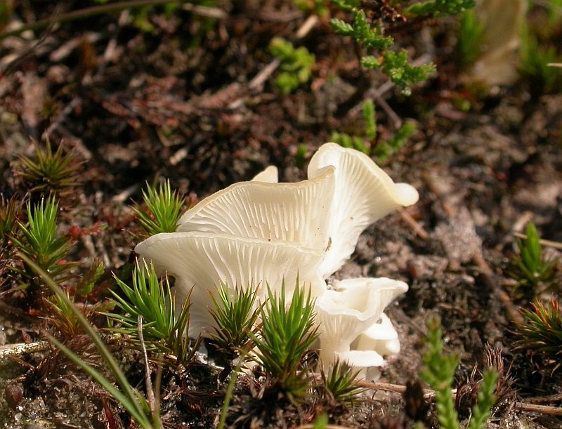 Omphalina mutila (door Ruud de Man)