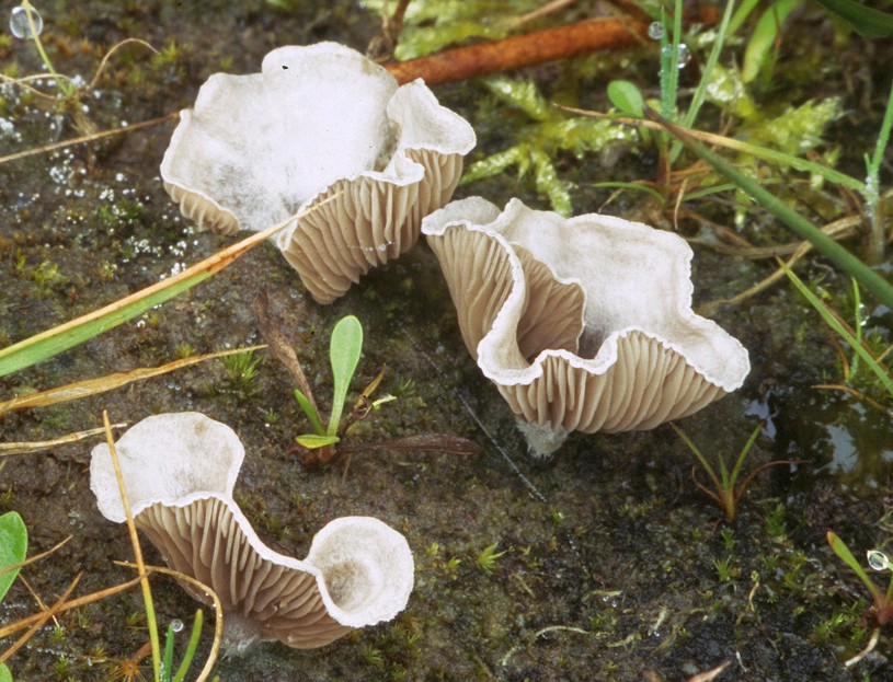 Omphalina acerosa (door Menno Boomsluiter)