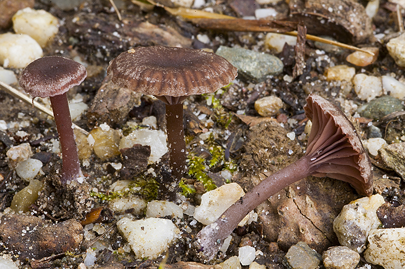 Omphalina demissa (door Nico Dam)