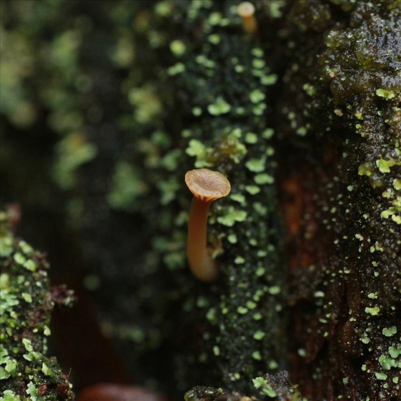 Lichenomphalia umbellifera (door Maarten Immerzeel)