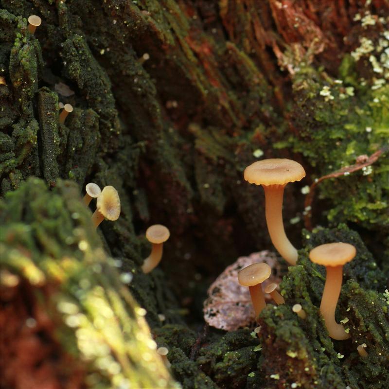 Lichenomphalia umbellifera (door Maarten Immerzeel)