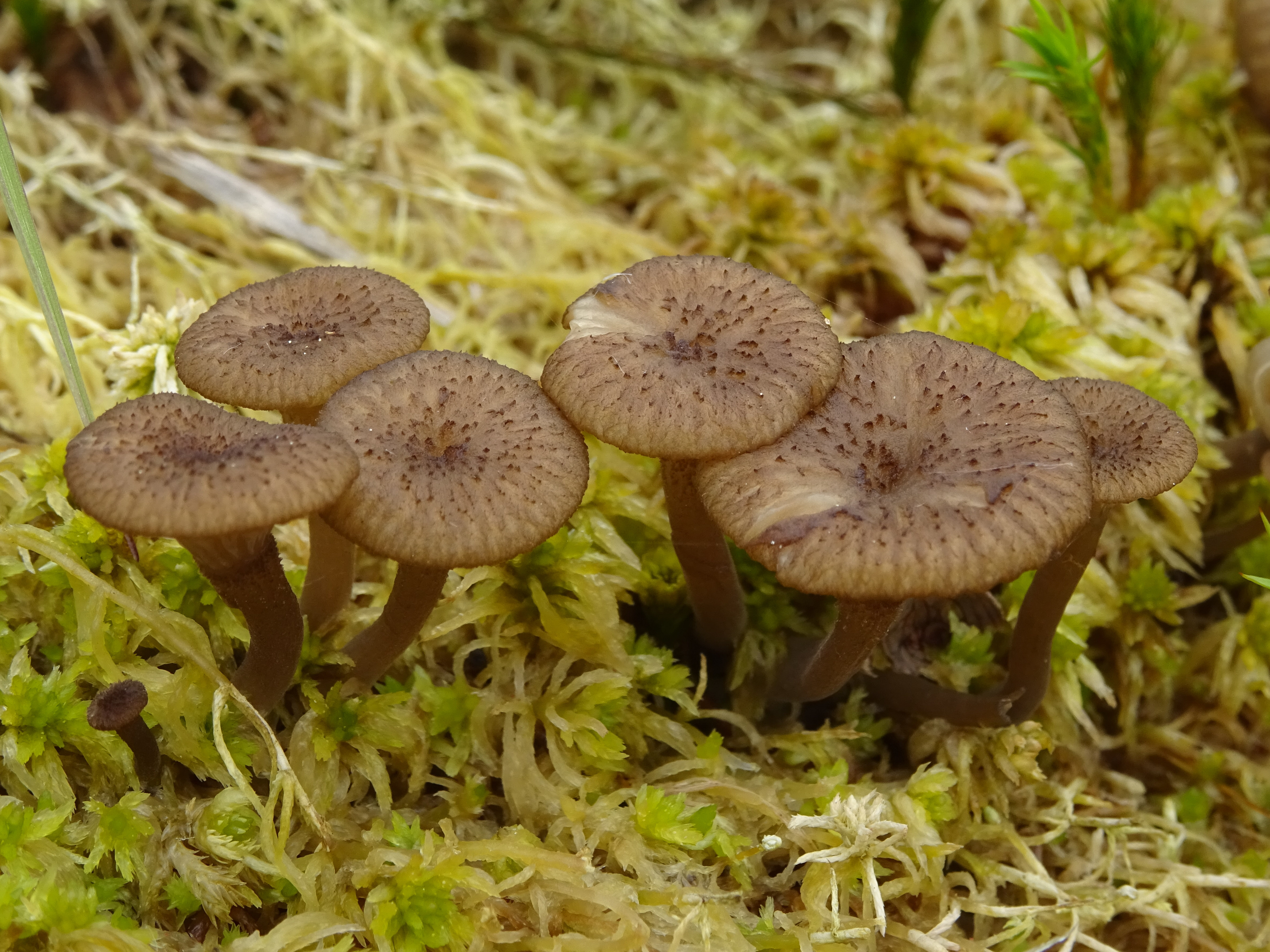 Omphalina gerardiana (door Roeland Enzlin)