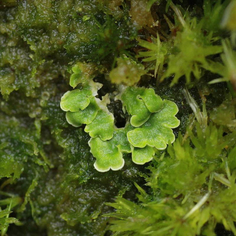 Lichenomphalia hudsoniana (door Maarten Immerzeel)