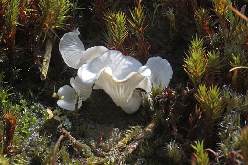 Omphalina mutila (door Menno Boomsluiter)