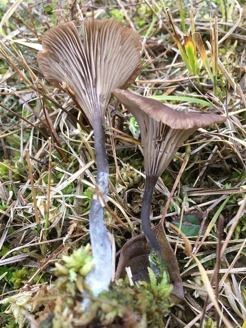 Omphalina onisca (door Laurens van Run)