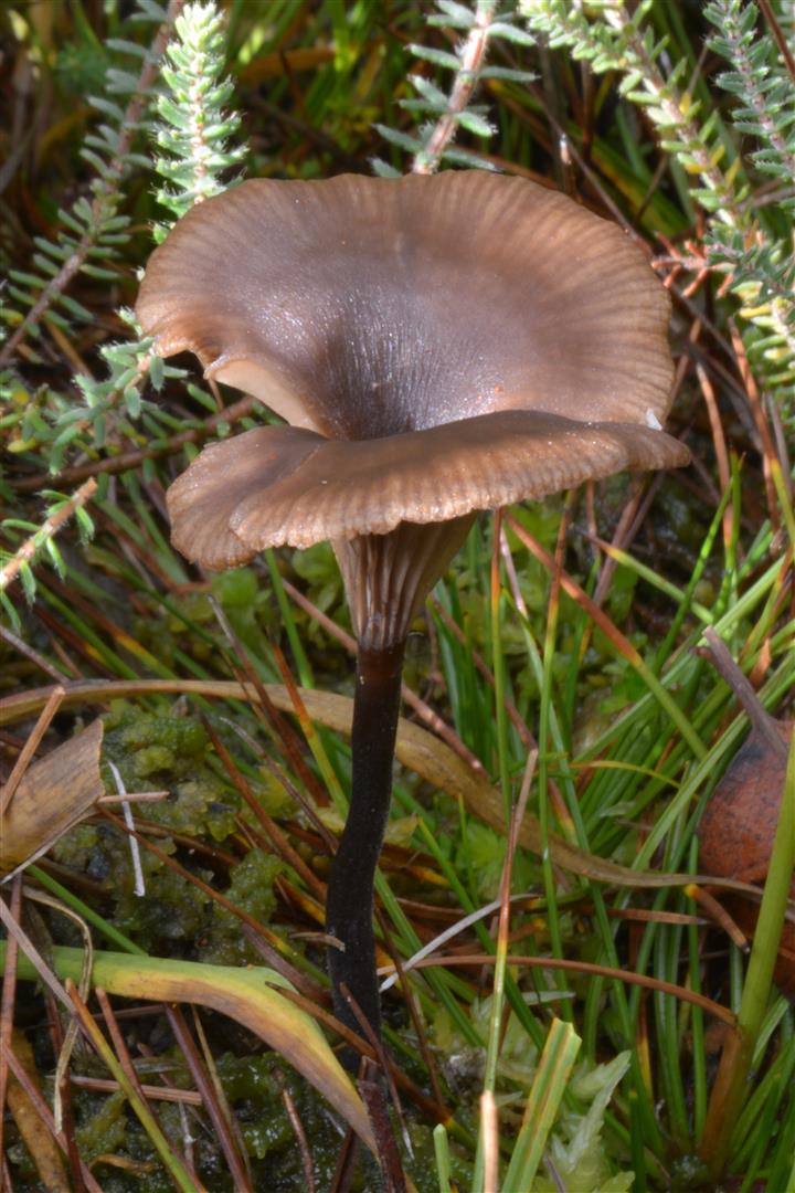 Omphalina onisca (door Laurens van Run)