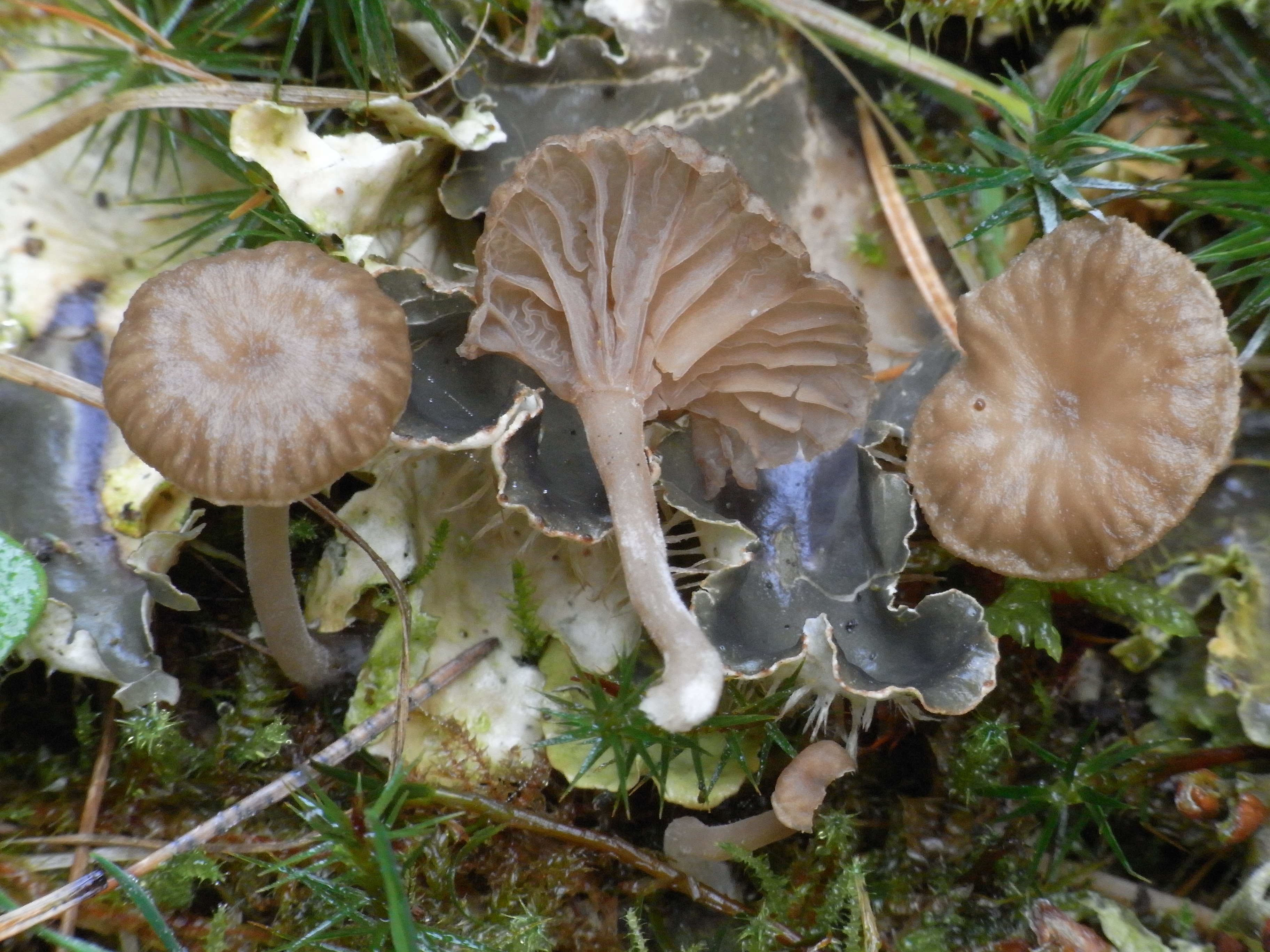 Omphalina peltigerina (door Roeland Enzlin)